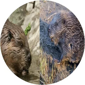 American beaver