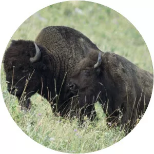 American bison