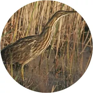 American bittern