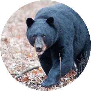 American black bear