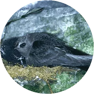 American black swift