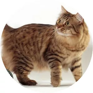 American Bobtail