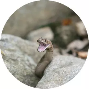 American brown snakes