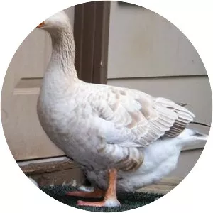 American Buff Goose - Domestic goose breed