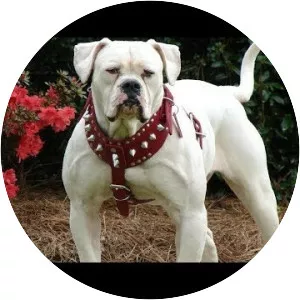 American Bulldog