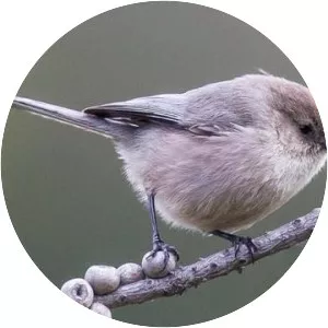 American bushtit