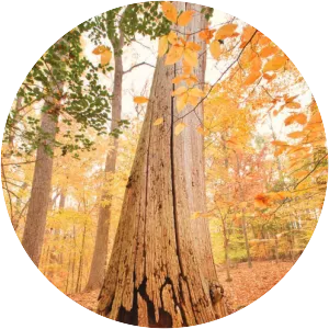 American chestnut - Plants