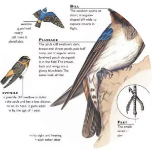 American cliff swallow - Bird