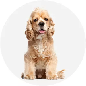 American Cocker Spaniel