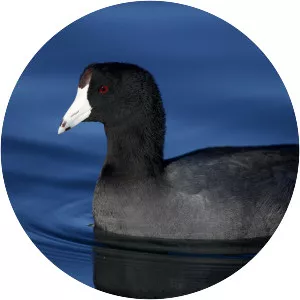 American coot
