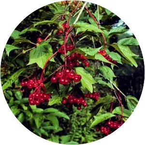 American cranberrybush viburnum