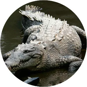 American crocodile