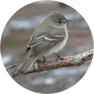 American dusky flycatcher - Bird