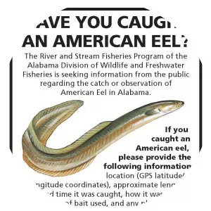 American eel