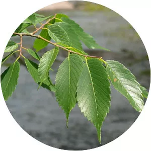 American elm - Plants