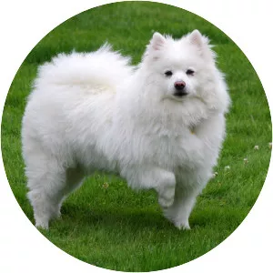 American Eskimo Dog