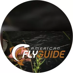 American Fly Guide