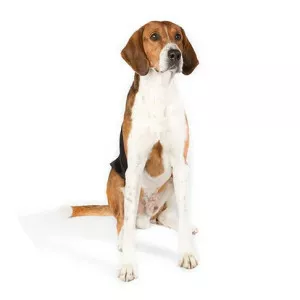 American Foxhound