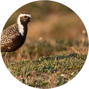American golden plover - Birds