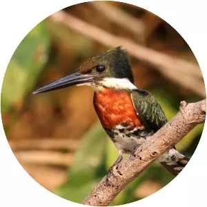 American green kingfisher