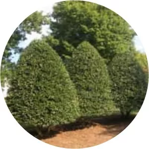 American Holly - Plants