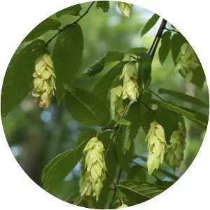 American hophornbeam