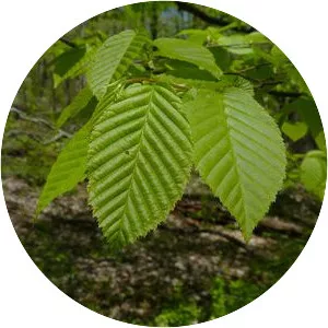American hornbeam