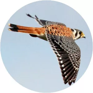 American kestrel