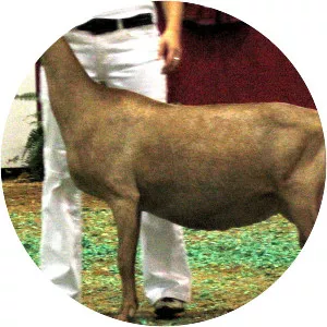 American Lamancha goat