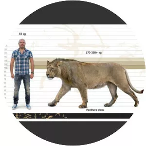 American lion - Animal
