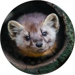 American marten