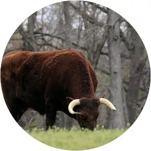 American Milking Devon