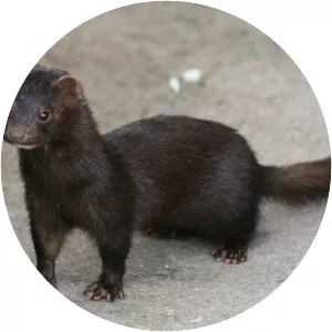 American mink