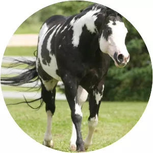 American Paint Horse