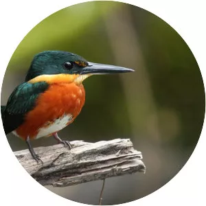 American pygmy kingfisher