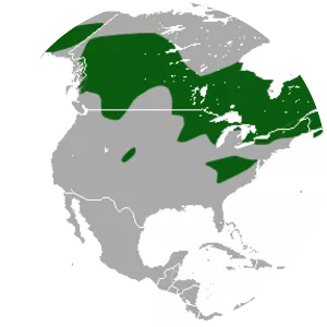 American pygmy shrew - 