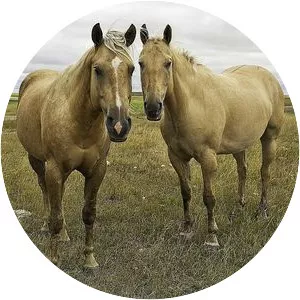 American Quarter Horse