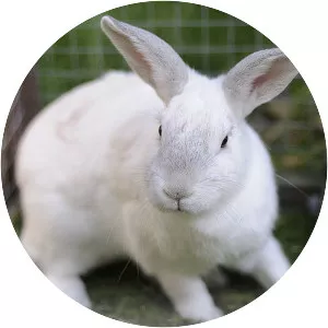 American rabbit