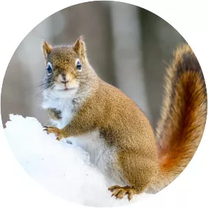 American red squirrel