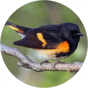 American redstart - Bird