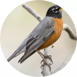 American robin
