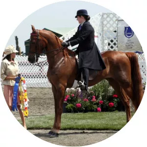 American Saddlebred - Horse breed
