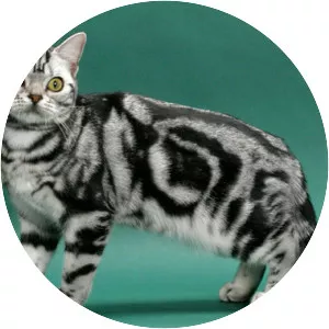 American Shorthair