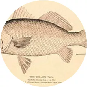 American silver perch