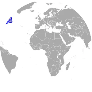 American smooth flounder