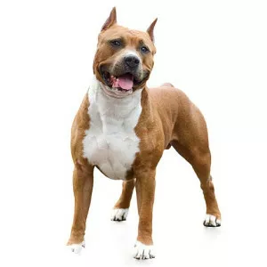 American Staffordshire Terrier