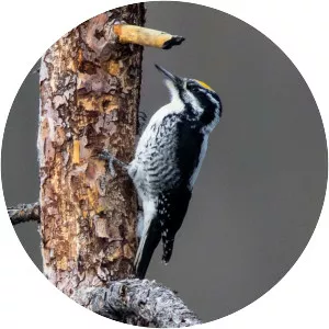 American three-toed woodpecker