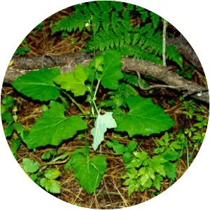 American trailplant - Plants