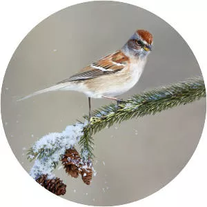 American tree sparrow