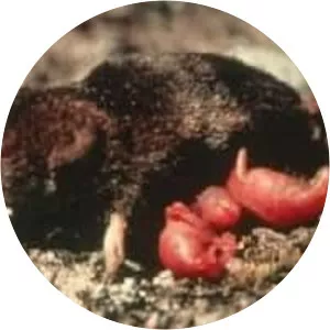 American water shrew - 